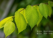 AYXapp下载-伦纳德稳定输出不掉线，步行者封锁吉林队，一场攻防教科书