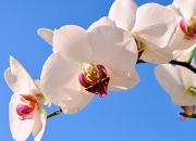 爱游戏下载-当迈阿密热浪撞上东方明珠，哈登的大场面如何定义篮球的全球语言